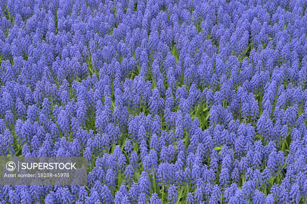 Grape Hyacinth, Keukenhof Gardens, Lisse, Holland