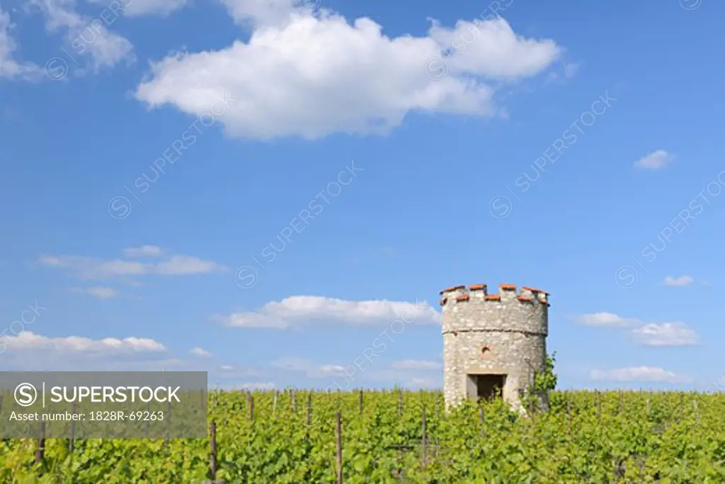 Vineyard and Old Castle Tower, Ober-Florsheim, Alzey-Worms, Rhineland-Palatinate, Germany