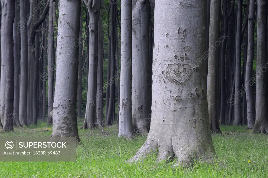 Beech Trees, West Pomerania, Mecklenburg-Vorpommern, Germany