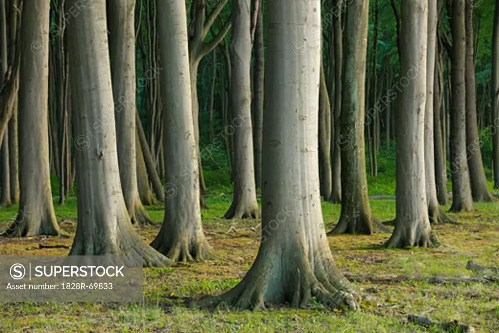 Beech Trees, Nienhagen, Bad Doberan, Western Pomerania, Mecklenburg-Vorpommern, Germany