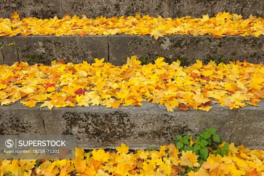 Maple Leaves in Autumn, Nuremberg, Bavaria, Germany