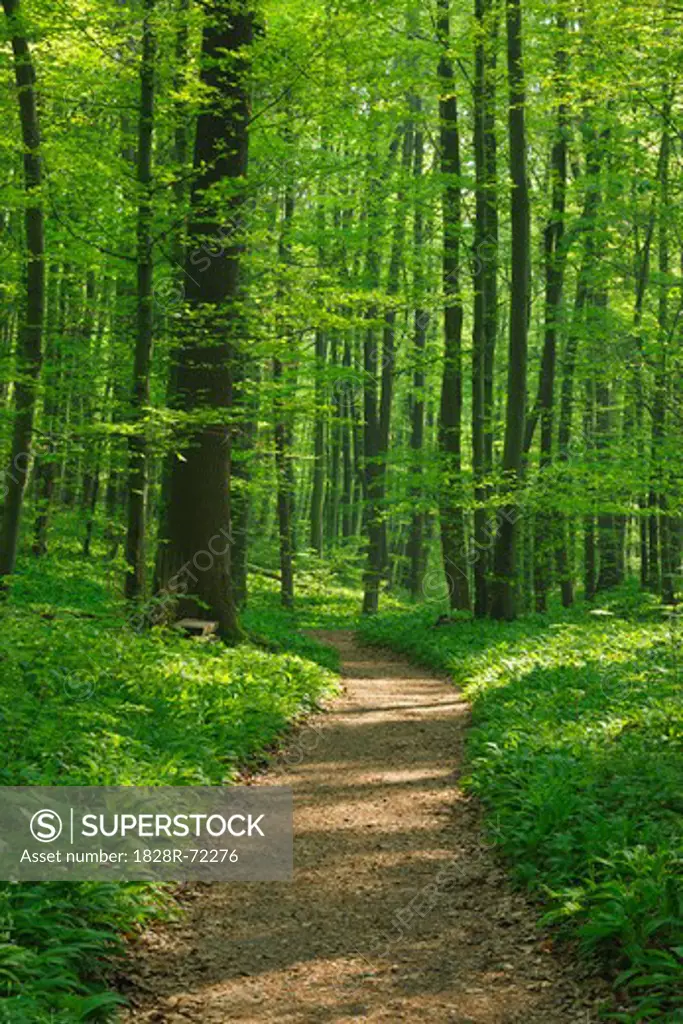 Path Through Beech Forest in Spring, Hainich National Park, Thuringia, Germany