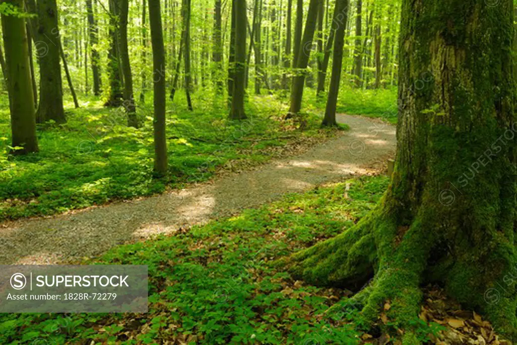 Path Through Beech Forest in Spring, Hainich National Park, Thuringia, Germany