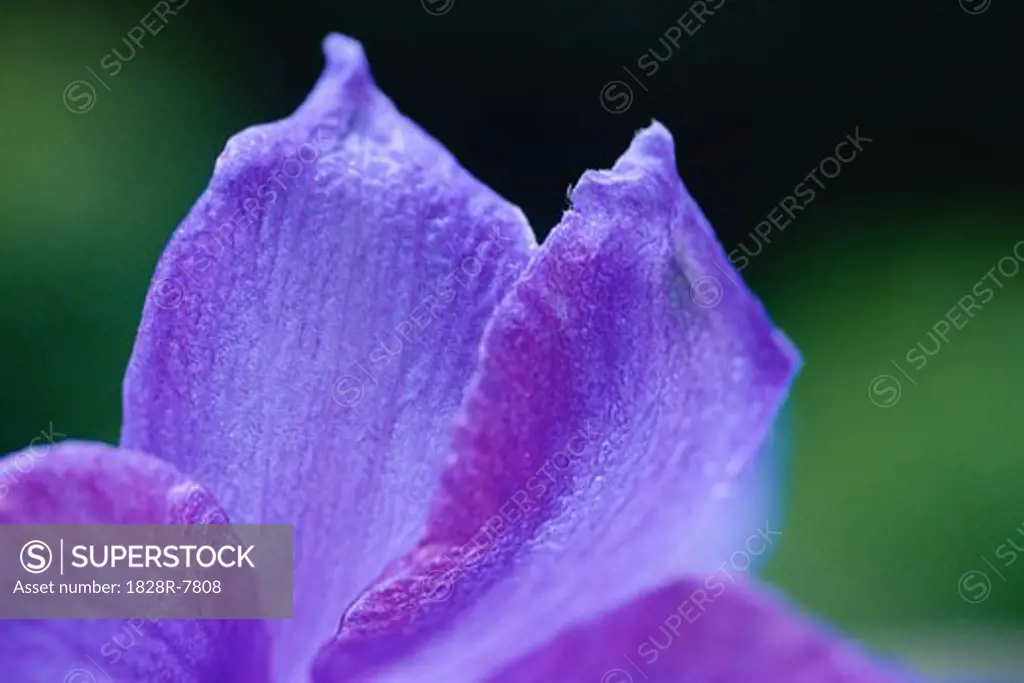 Delphinium Flower Petals   