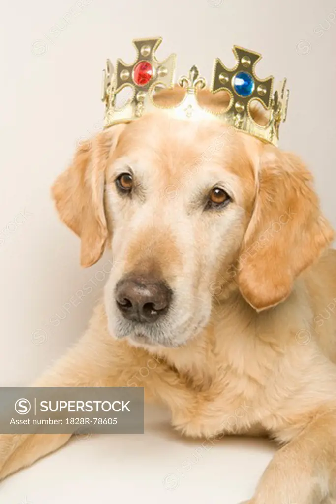 Portrait of Golden Retriever Wearing a Crown