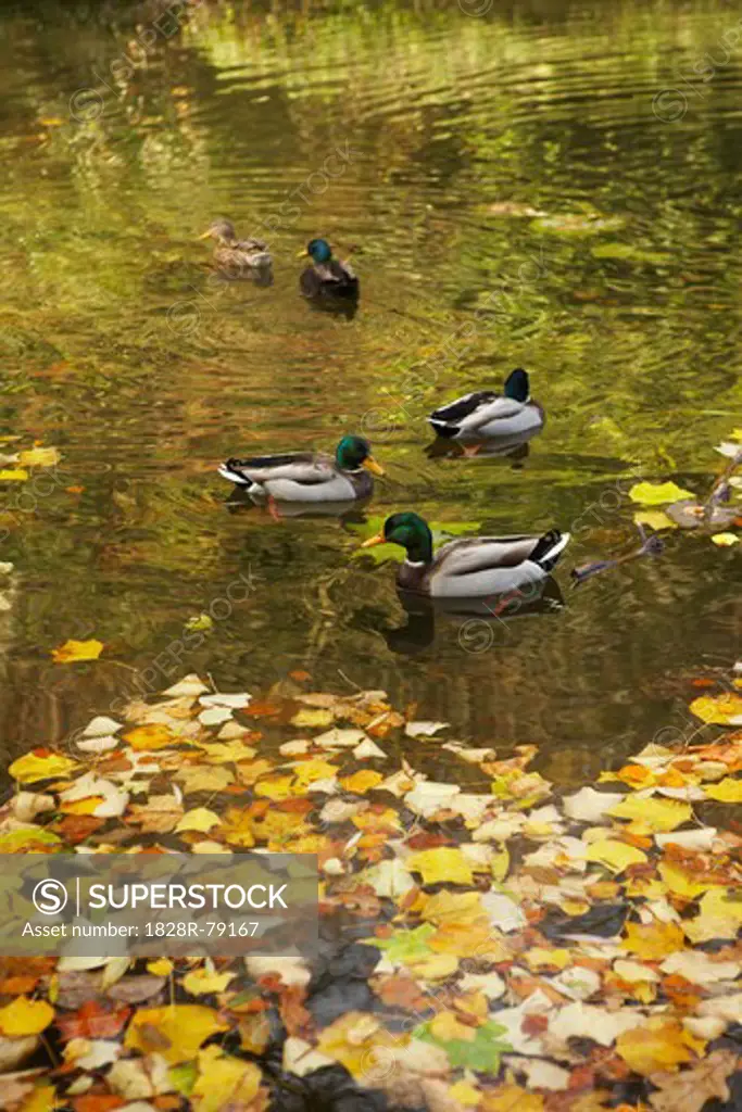 Mallards on Lake in Autumn, Stourhead, Wiltshire, England