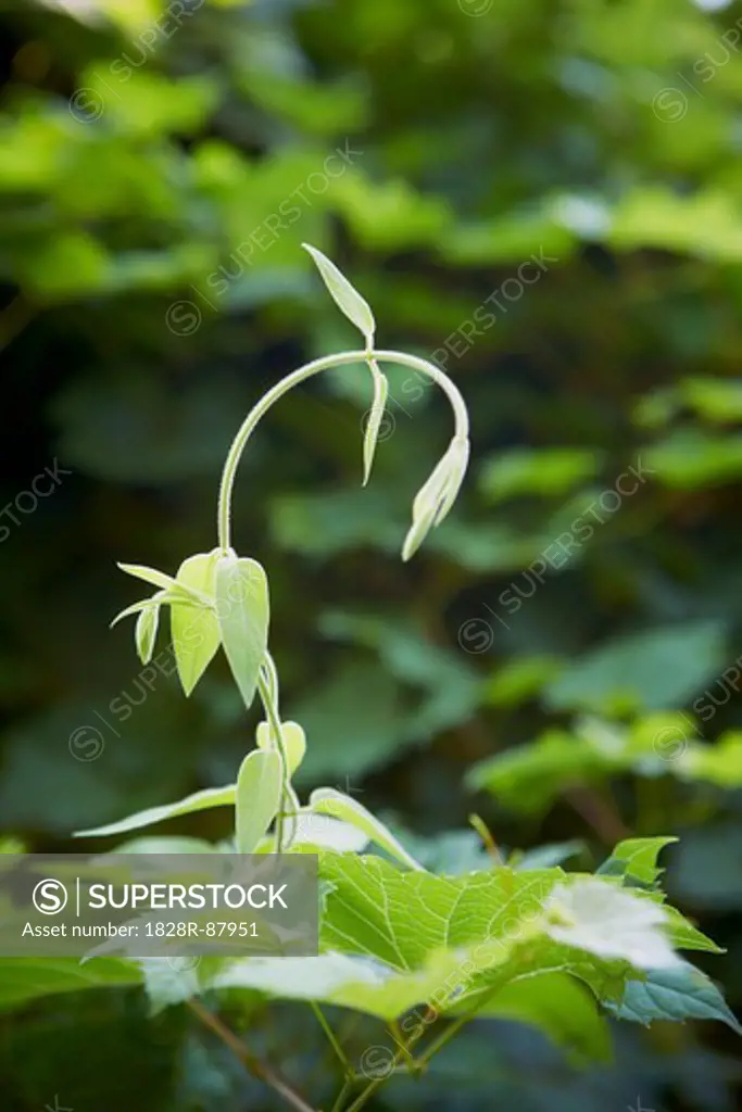 Close-up of Wisteria Vine, Toronto Botanical Garden, Toronto, Ontario, Canada