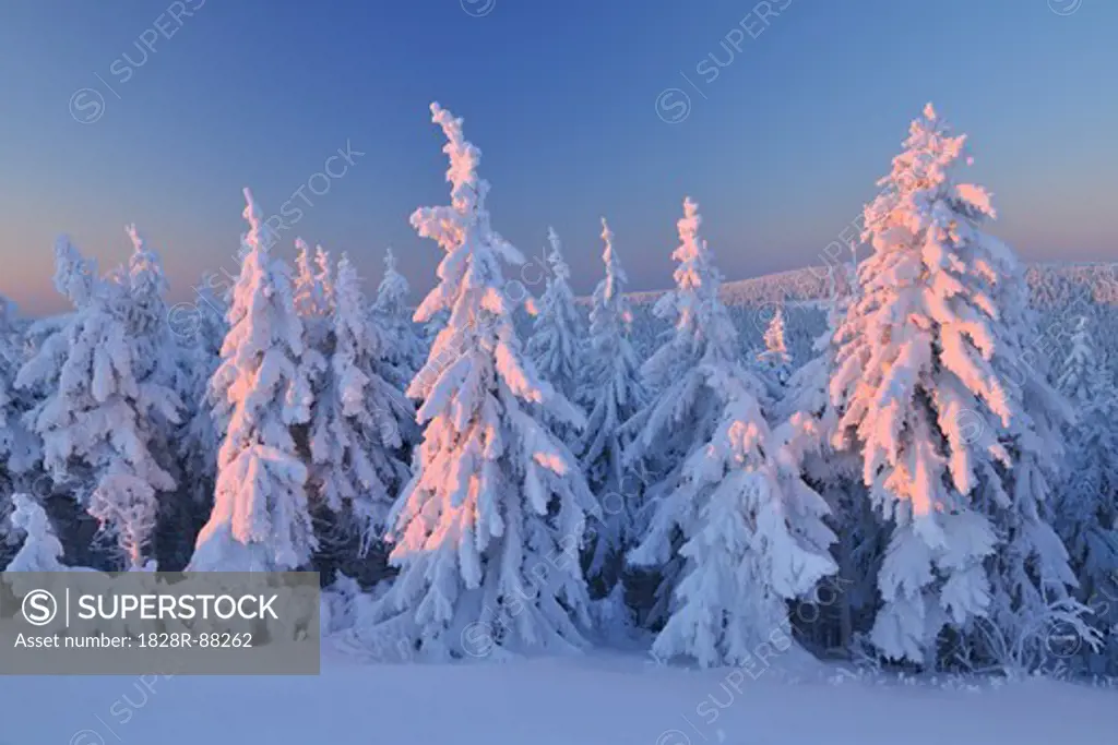 Snow Covered Conifer Trees at Dawn, Schneeekopf, Gehlberg, Thuringia, Germany