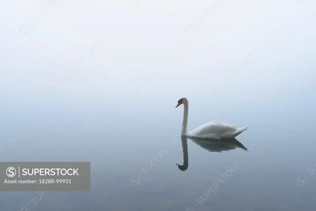 Mute Swan (Cygnus olor) on Lake in Early Morning Fog, Hesse, Germany. 09/25/2013