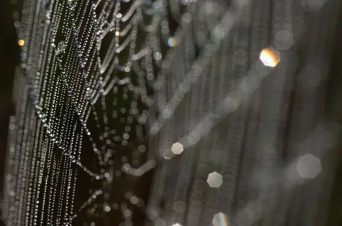 Dew on Spiders Web   