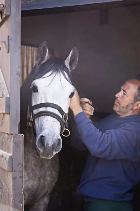 Man Putting Halter on Horse in Stable