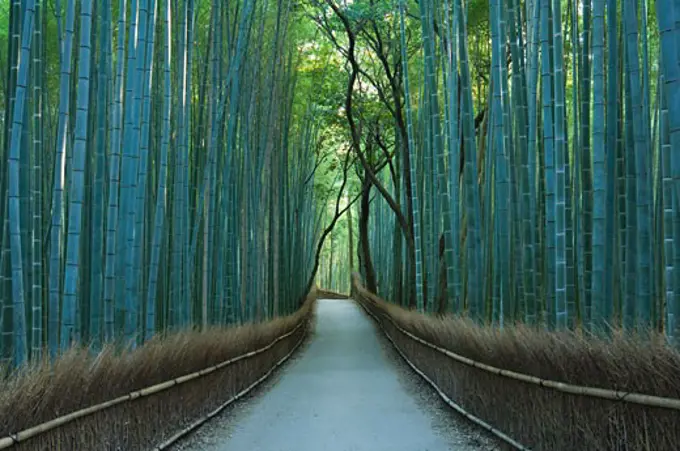 Bamboo Forest, Sagano, Kyoto, Japan   