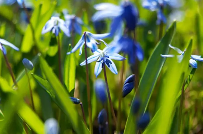 Close-Up of Bluebells in Spring   