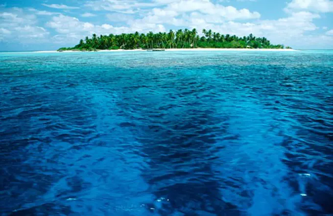 Tropical Island, Ocean, Coconut Palm Trees, Maldives