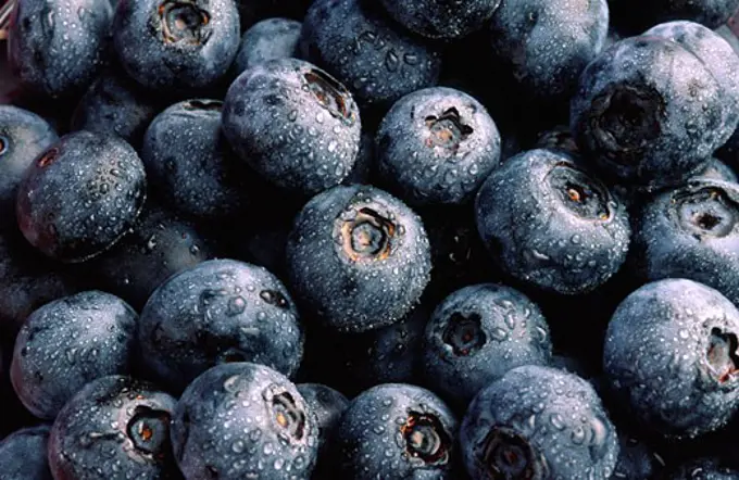 Close-up of Blueberries