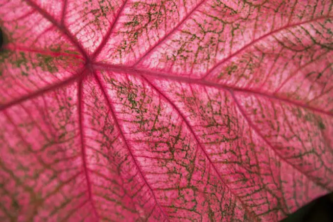 Leaf, Close-up