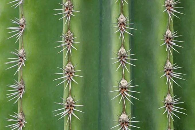 Close-up of Organ Pipe Cactus