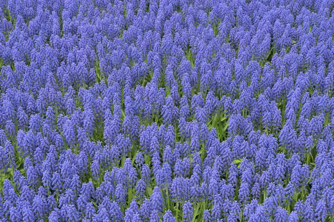 Grape Hyacinth, Keukenhof Gardens, Lisse, Holland