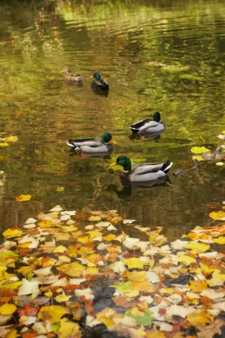 Mallards on Lake in Autumn, Stourhead, Wiltshire, England