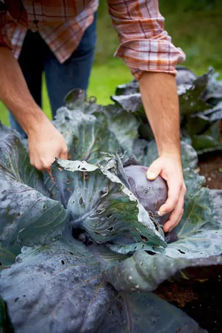 Harvesting Red Cabbage, Bradford, Ontario, Canada