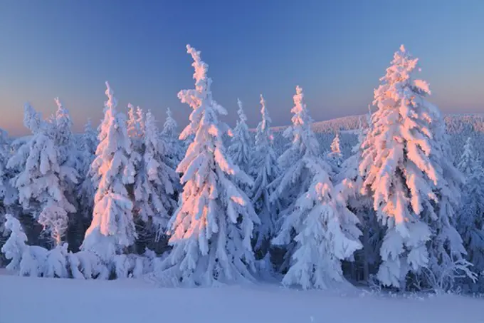 Snow Covered Conifer Trees at Dawn, Schneeekopf, Gehlberg, Thuringia, Germany