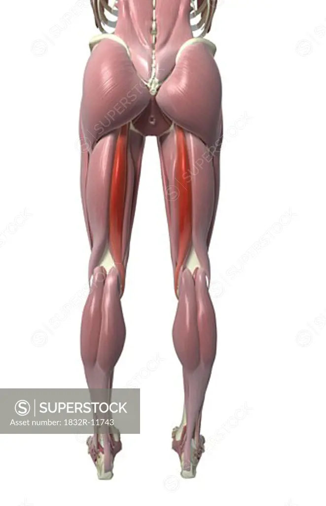 Semitendinosus muscle