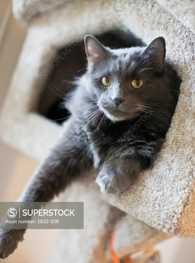 Close-up of a cat sitting in the pet house