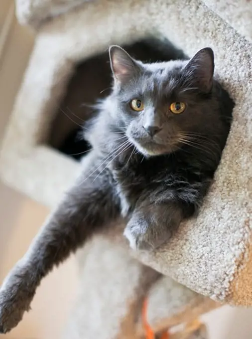 Close-up of a cat sitting in the pet house