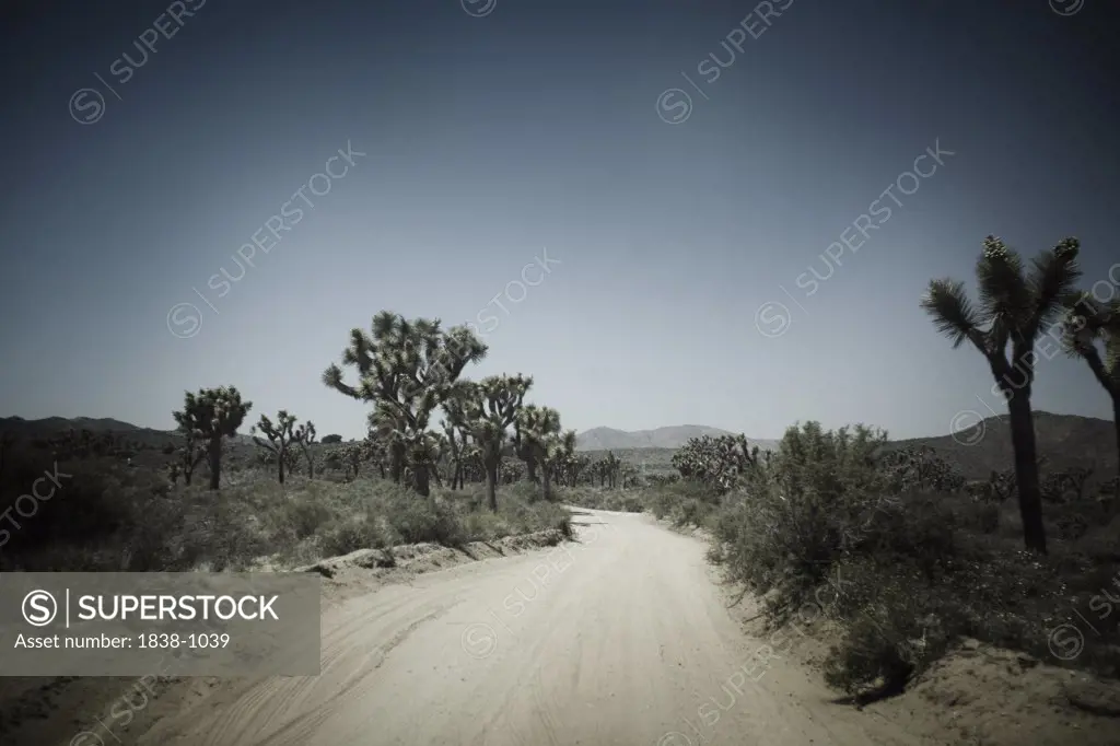 Desert Dirt Road 