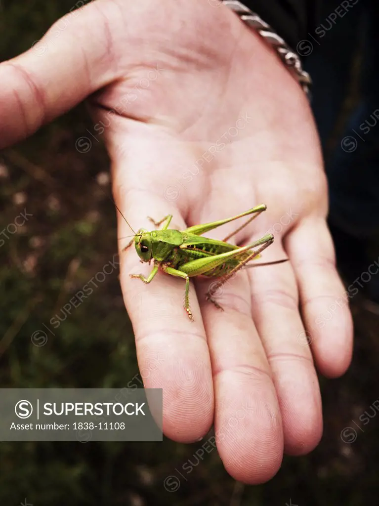 Grasshopper in Hand