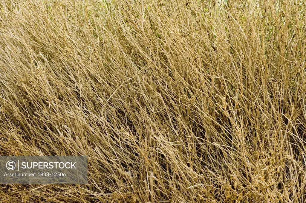 Dried Tall Grass, Malta