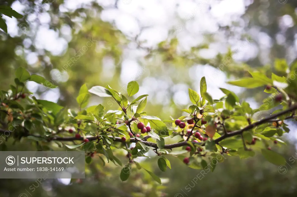 Tree Branch With Berries