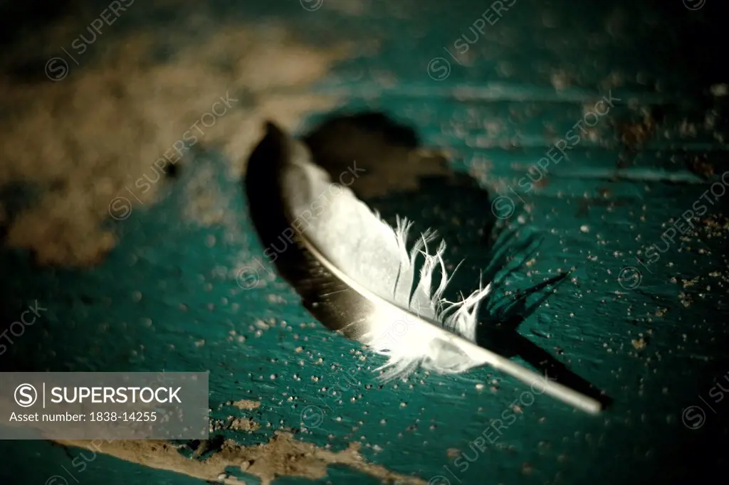 Feather on Blue Background