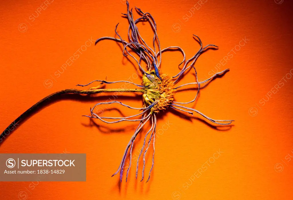 Pressed Flower on Orange Background