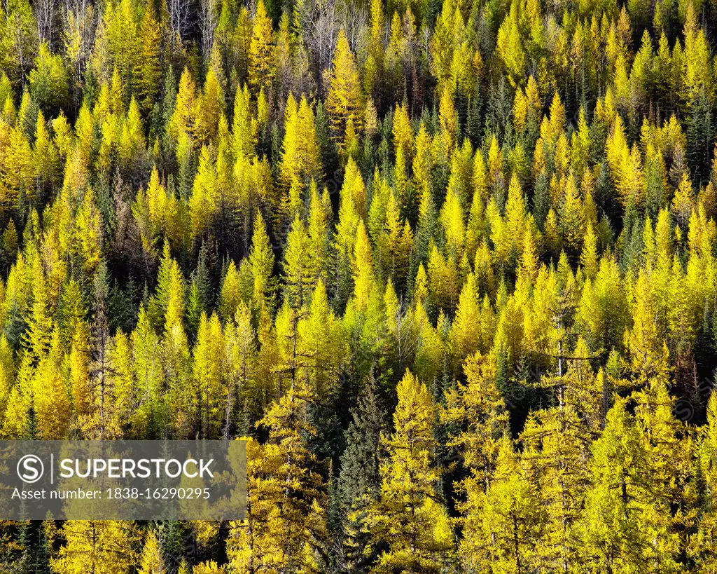 Larch Trees in Autumn