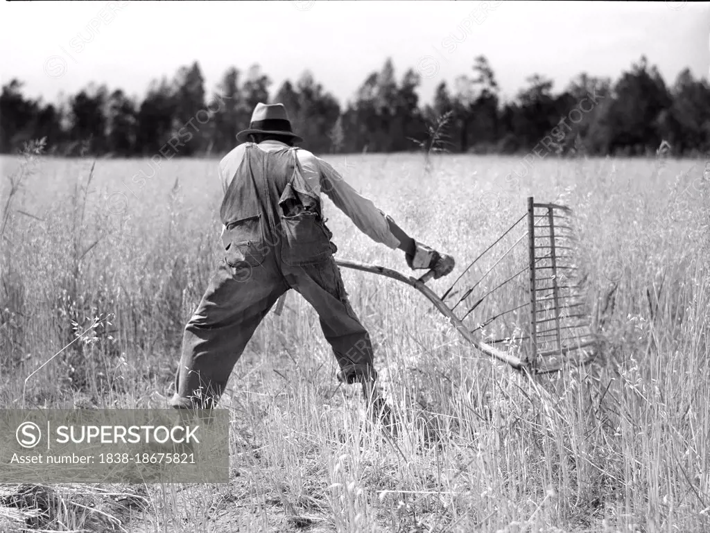 Farmer harvesting Wheat with Cradle, near Wrayswood, Greene County, Georgia, USA, Jack Delano, U.S. Farm Security Administration, U.S. Office of War Information Photograph Collection, June 1941