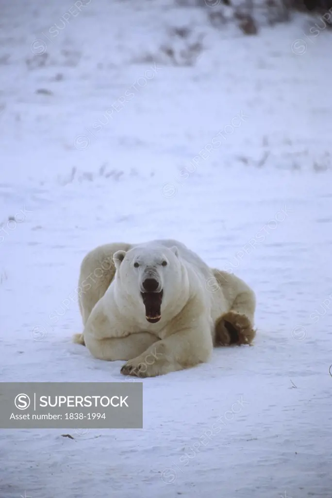 Yawning Bear