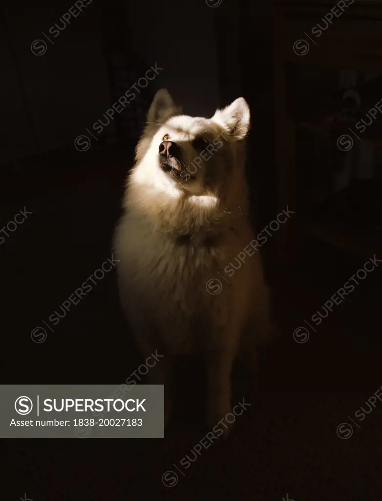 Samoyed Dog, Portrait with Illuminated Face on Dark Background