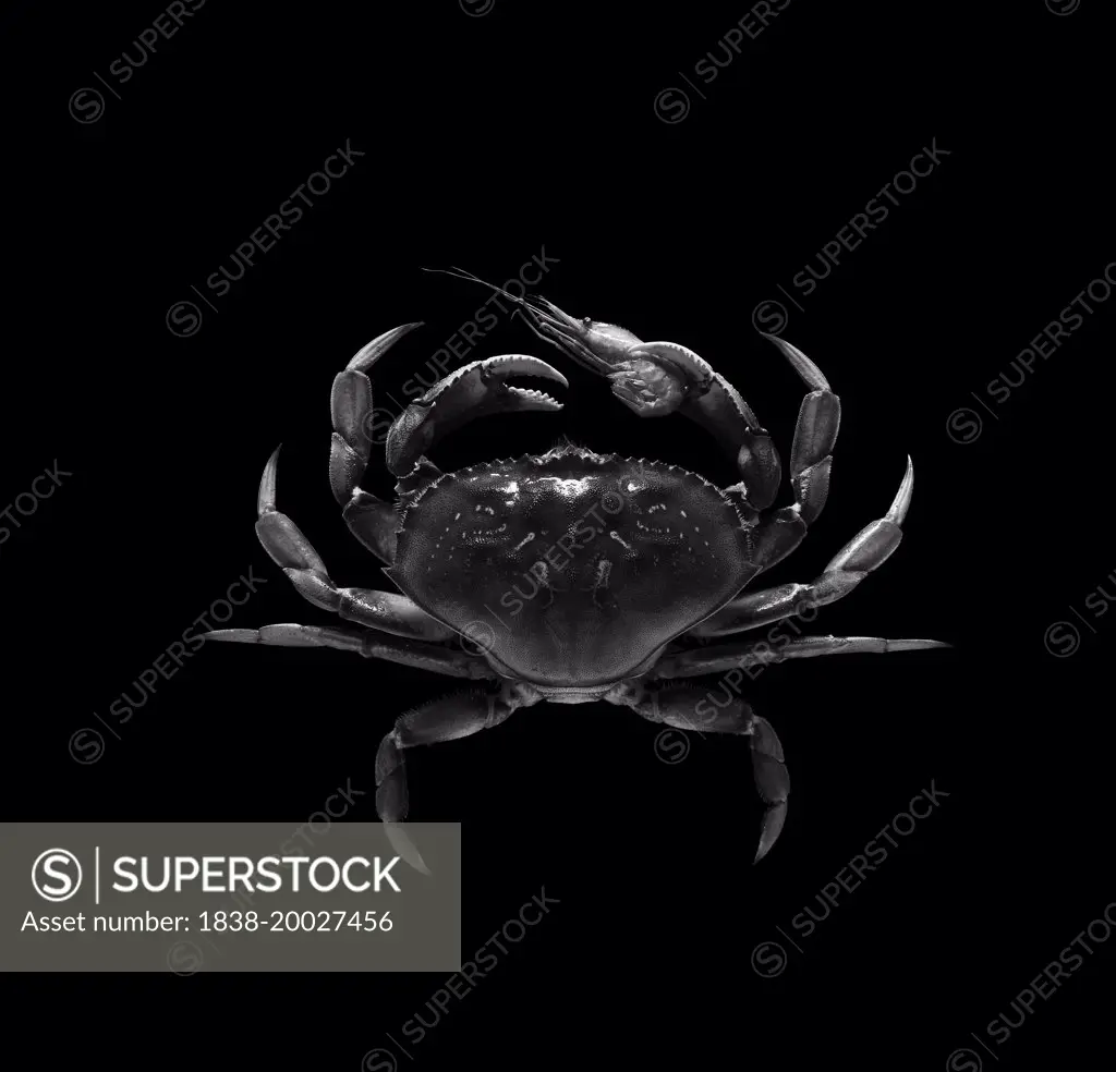 Crab Holding Prawn with Claw on Black Background