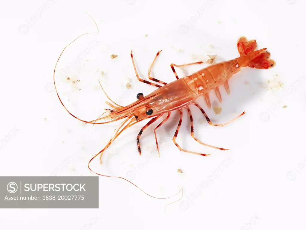 Prawn on White Background