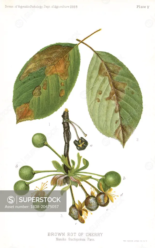 Brown Rot of Cherry, Monilia Fructigena Pass., Plate V, Report of the Commissioner of Agriculture, US Dept of Agriculture, Illustration, 1888 