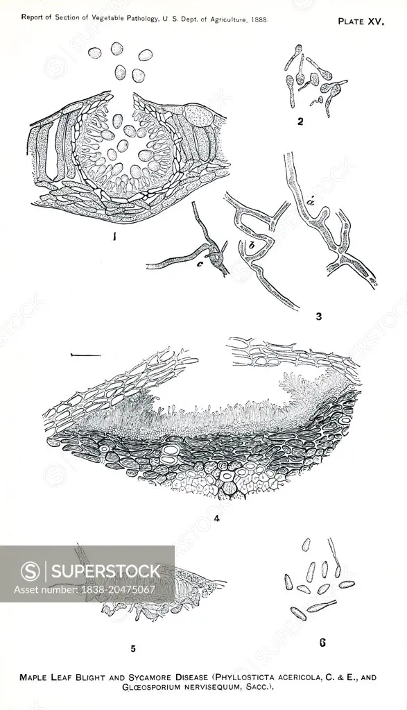 Leaf-Spot Disease of the Maple, Maple-Leaf Blight, and Sycamore Disease, Report of the Commissioner of Agriculture, US Dept of Agriculture, Illustration,  1888 