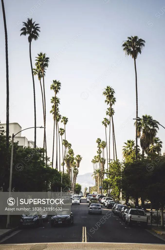 Palm Tree Lined Street, Los Angeles, California, USA