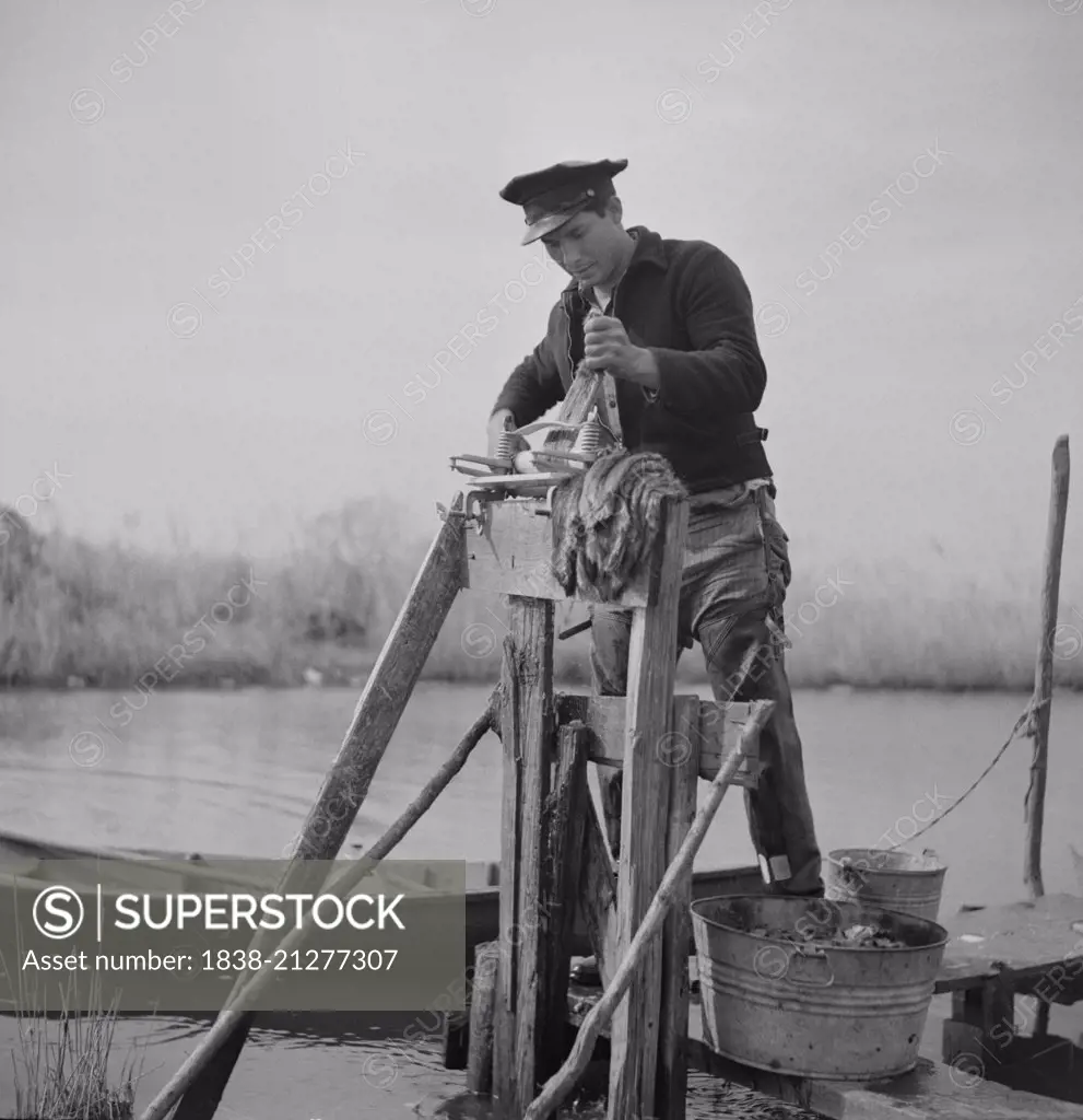 Muskrat Trapper Putting Pelts through Wringer after Being Skinned, near Delacroix Island, Louisiana, USA, Marion Post Wolcott for Farm Security Administration, January 1941