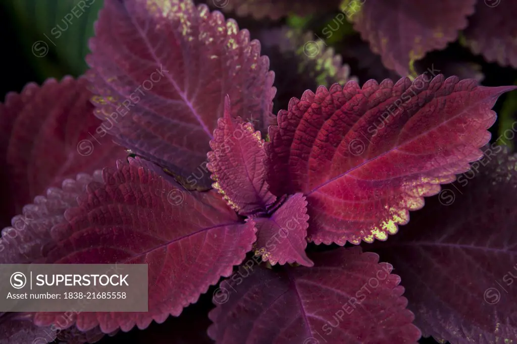 Red Coleus (Solenostemon sp.) Plant