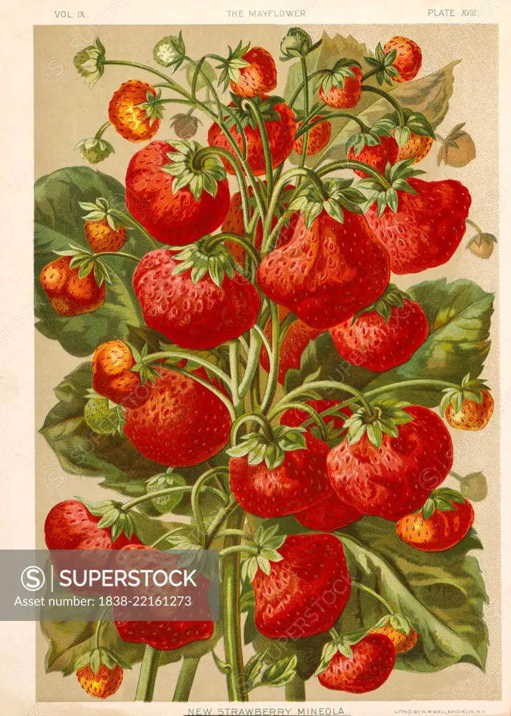 New Strawberry Mineola, Chromolithograph, H.M. Wall, 1892