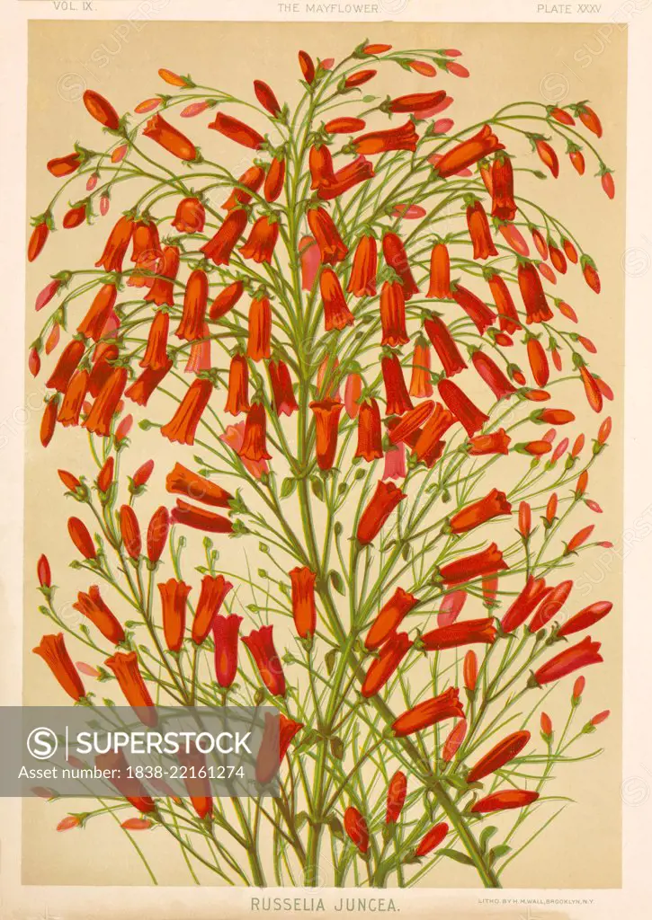 Russelia Juncea, Chromolithograph, H.M. Wall, 1892