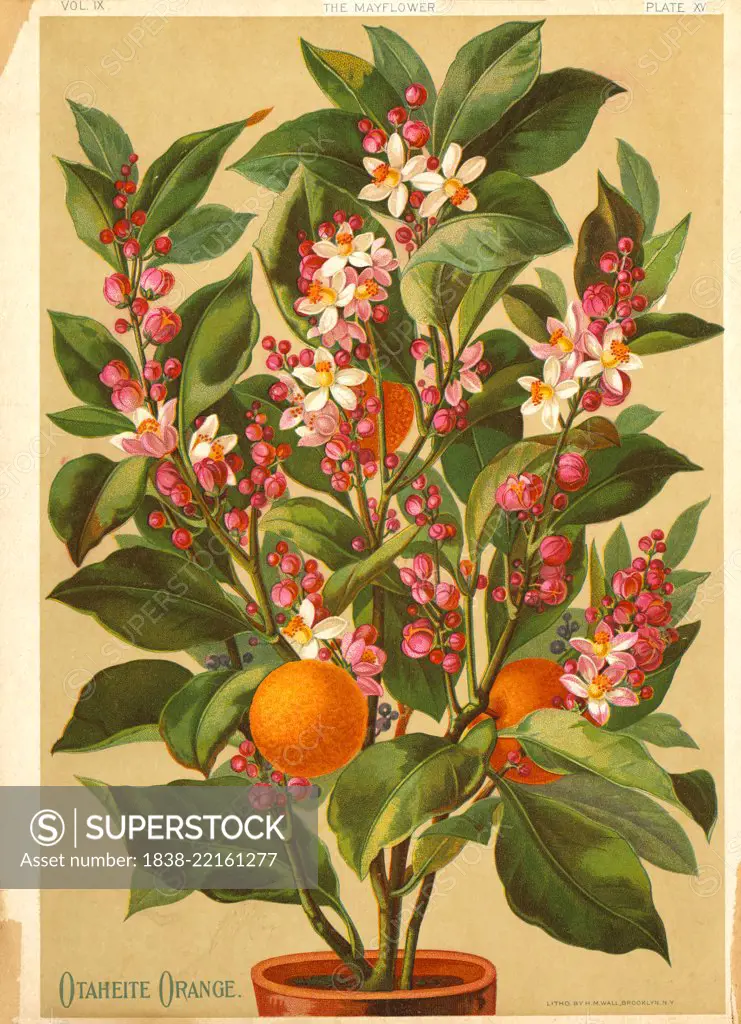 Otaheite Orange, Chromolithograph, H.M. Wall, 1891