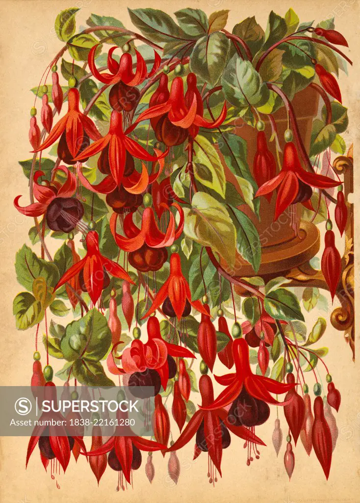 Red Honeysuckle on Vines, Chromolithograph, H.M. Wall, 1892