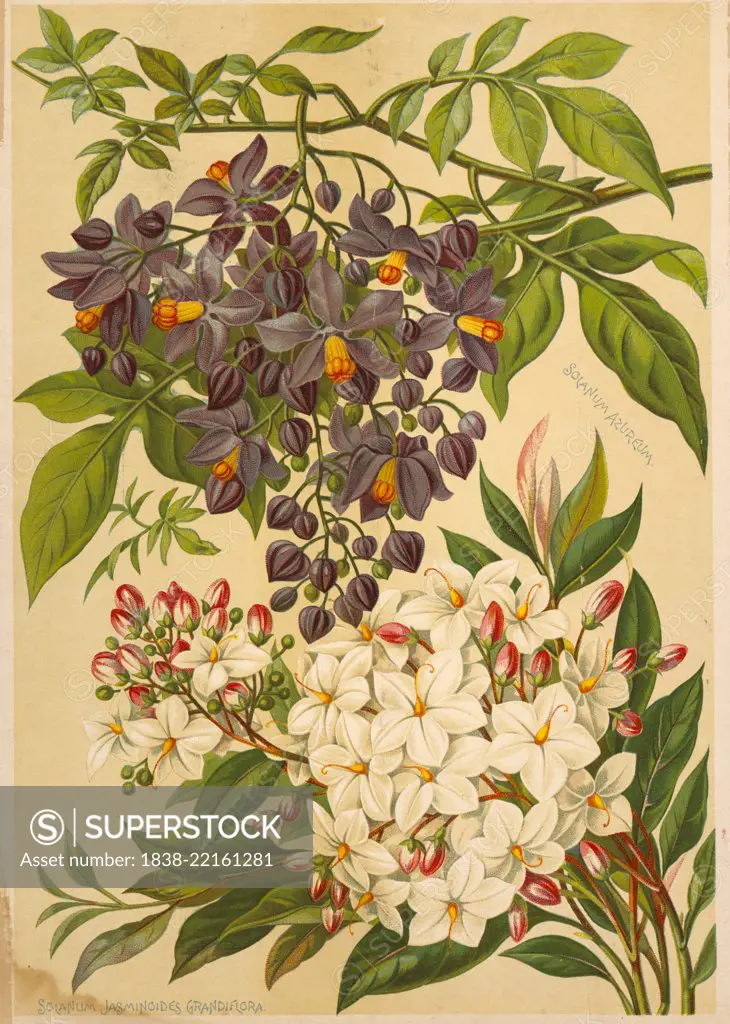 Solanum Azureum (top), Solanum Jasminoides Grandiflora (Bottom), Chromolithograph, H.M. Wall, 1892